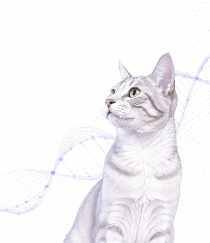 A cat, illustrating the genomic testing MyPetGenes offers for feline cancer care